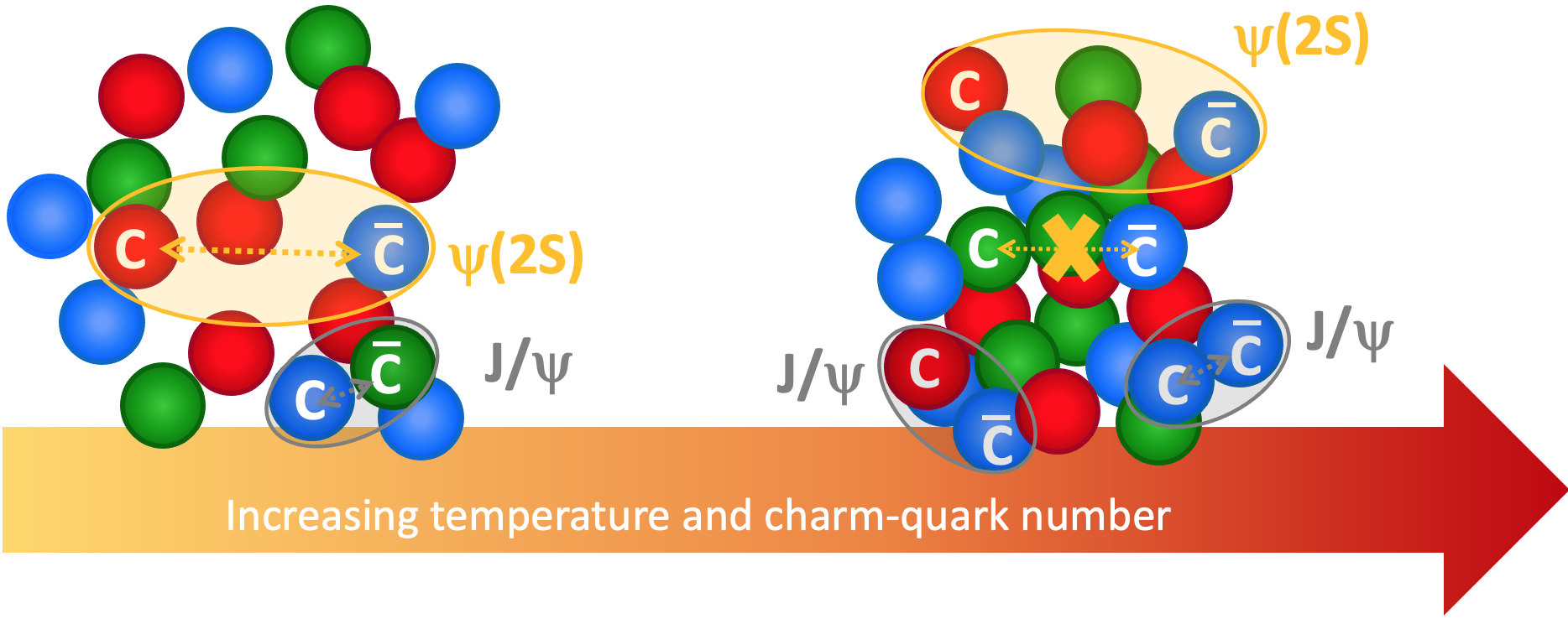ALICE explores the hidden charm of quark–gluon plasma